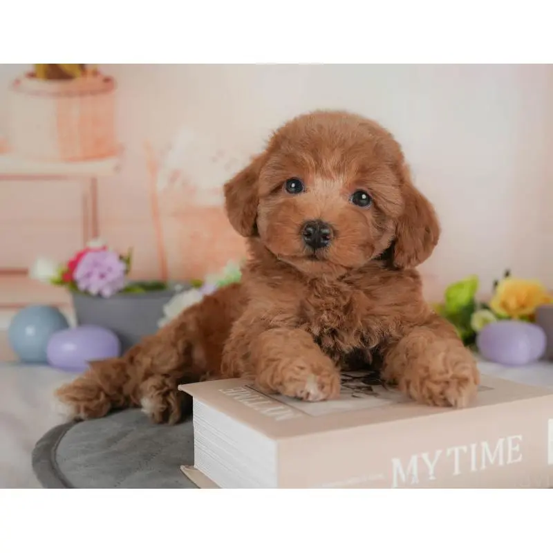 販売中の群馬県のトイプードル-454589の11枚目