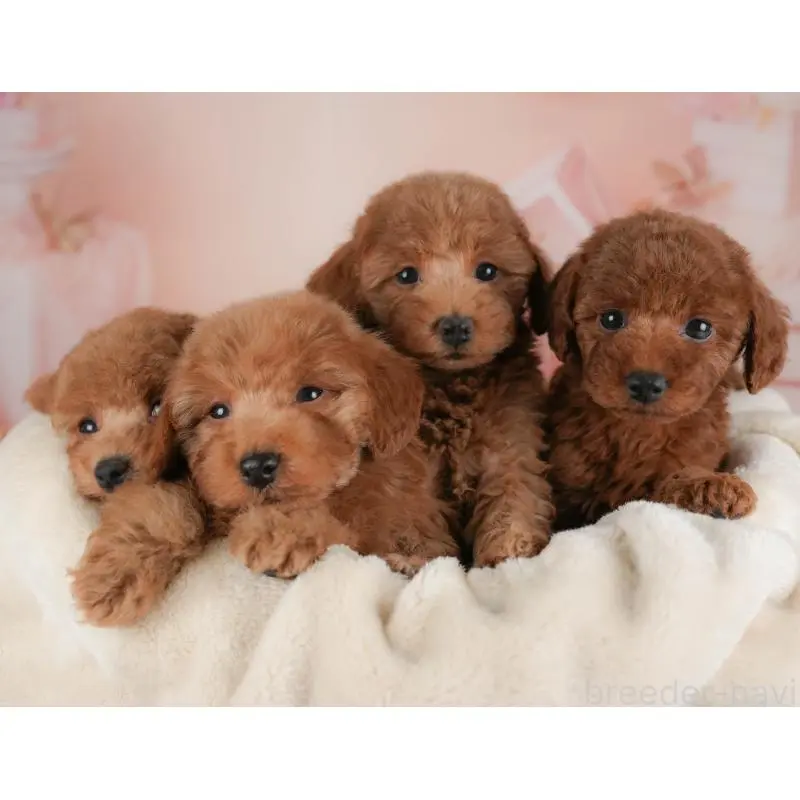 販売中の群馬県のトイプードル-454589の10枚目