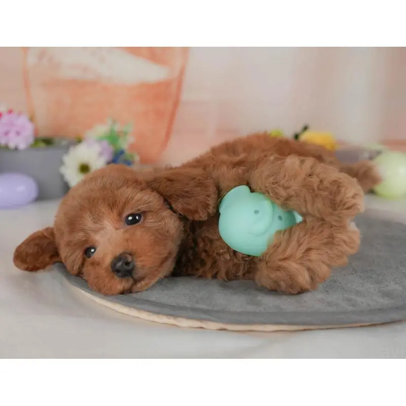 販売中の群馬県のトイプードル-454589の8枚目