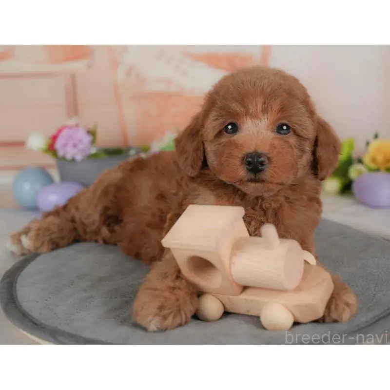 販売中の群馬県のトイプードル-454589の7枚目