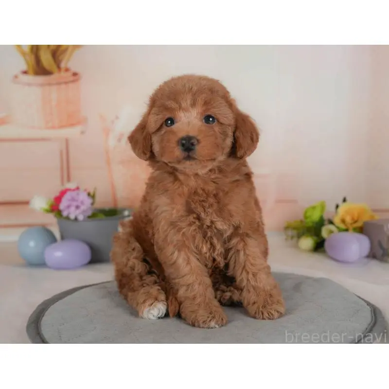 販売中の群馬県のトイプードル-454589の6枚目