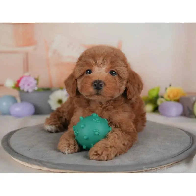 販売中の群馬県のトイプードル-454589の5枚目