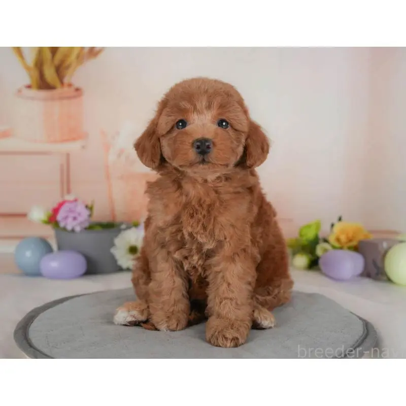 販売中の群馬県のトイプードル-454589の4枚目