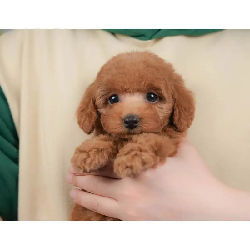 販売中の群馬県のトイプードル-454588の12枚目