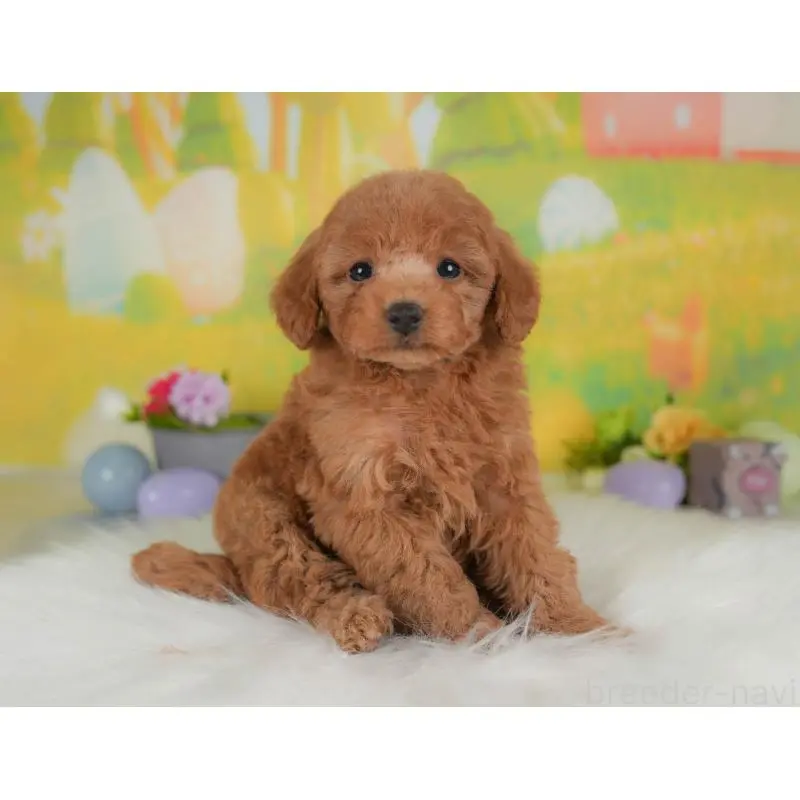 販売中の群馬県のトイプードル-454588の11枚目