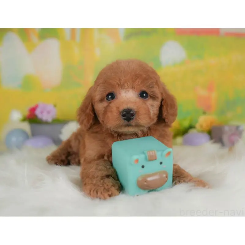 販売中の群馬県のトイプードル-454588の9枚目