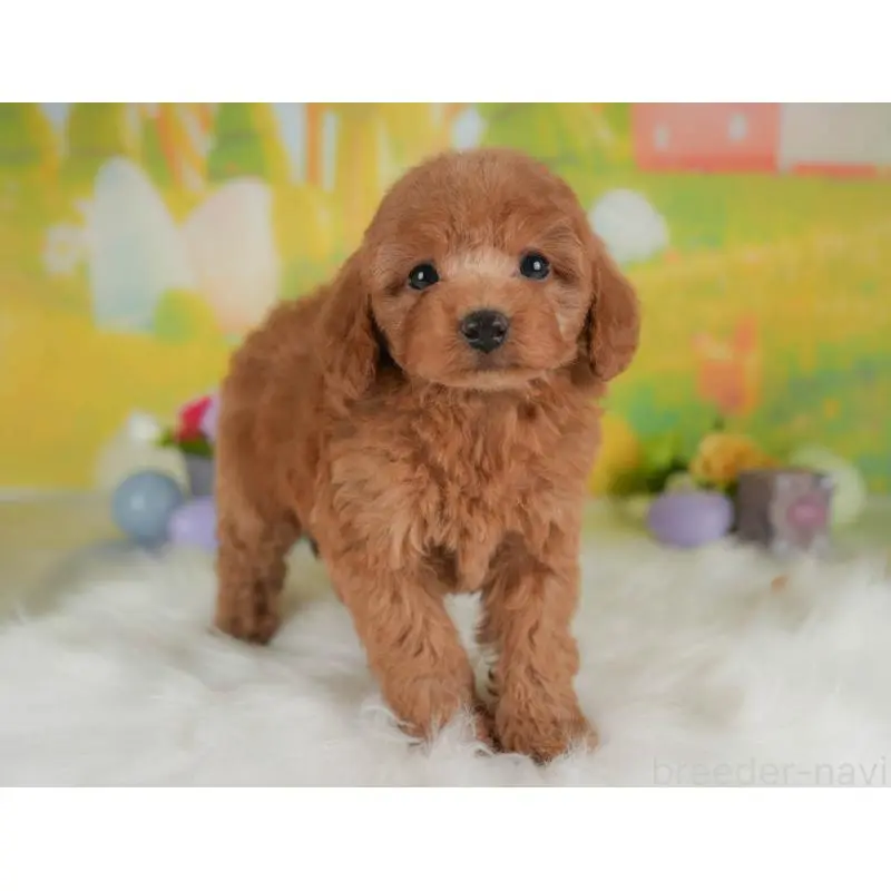 販売中の群馬県のトイプードル-454588の8枚目