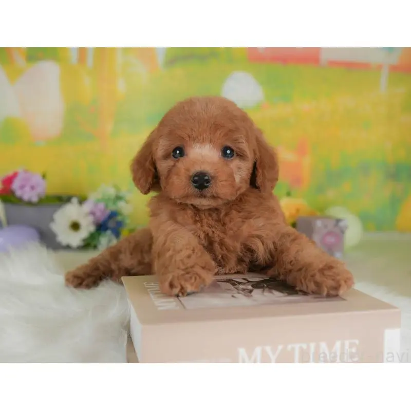 販売中の群馬県のトイプードル-454588の7枚目