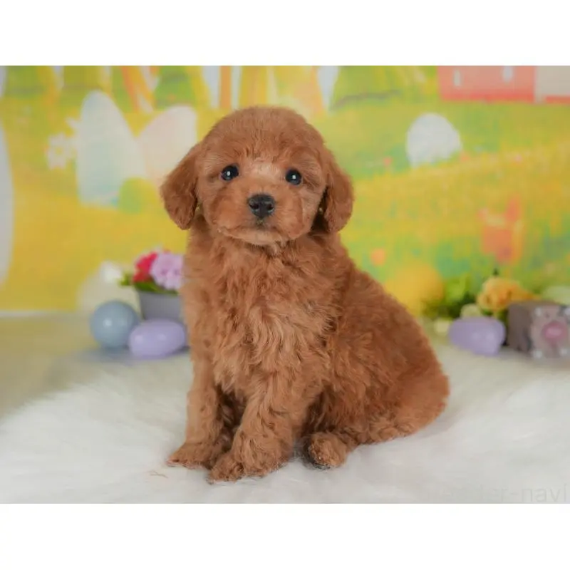 販売中の群馬県のトイプードル-454588の6枚目