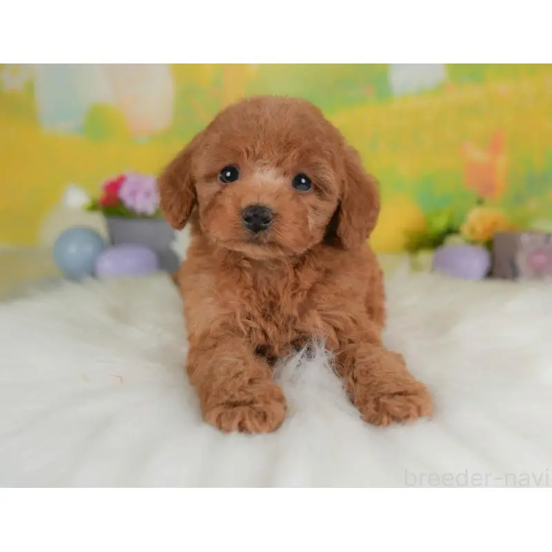 販売中の群馬県のトイプードル-454588の5枚目