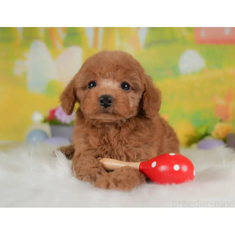 販売中の群馬県のトイプードル-454588の4枚目