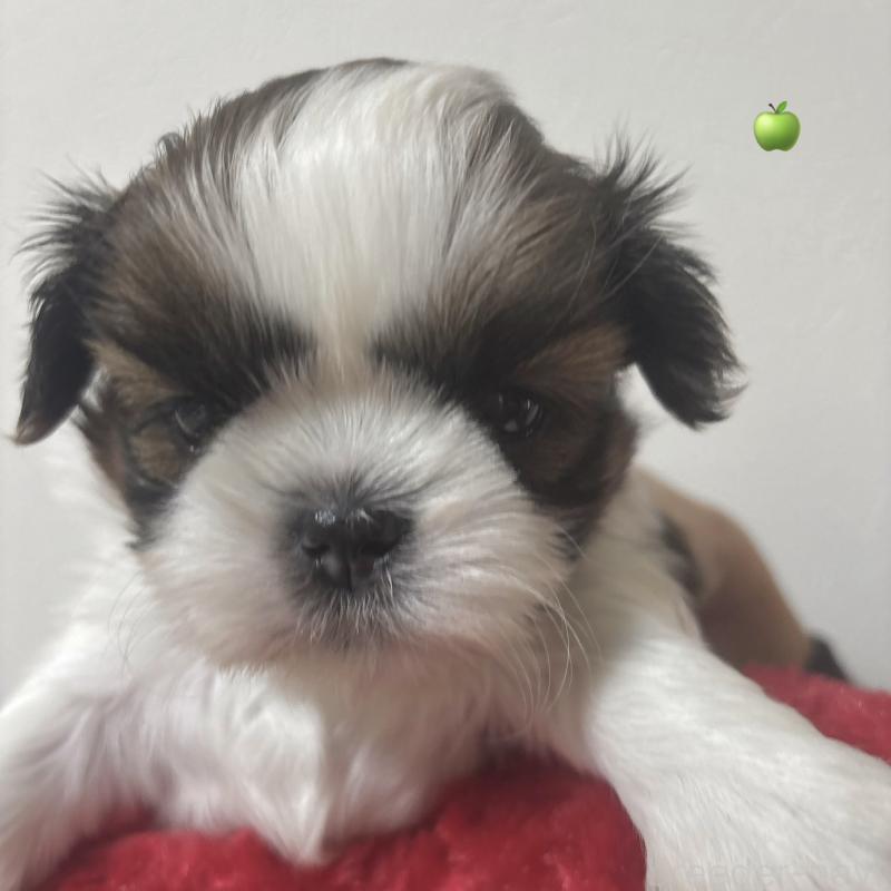 販売中の岐阜県のシーズー-453434