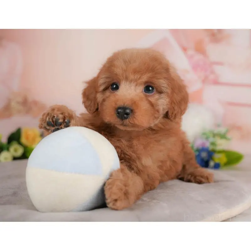 販売中の群馬県のトイプードル-454582の12枚目