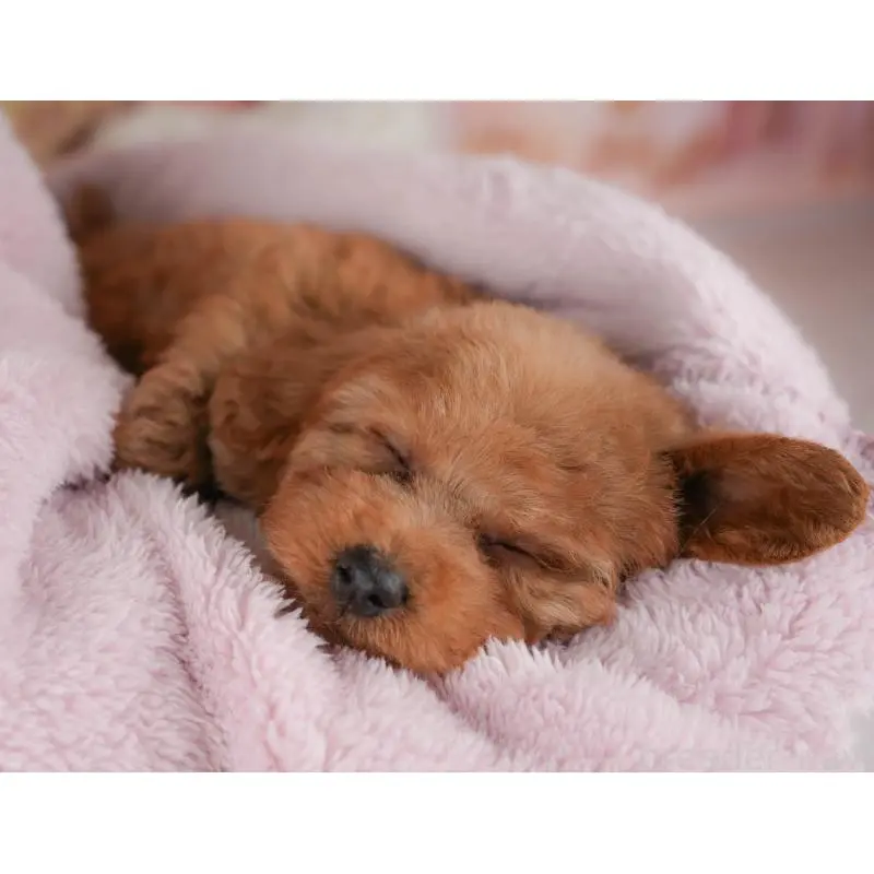 販売中の群馬県のトイプードル-454582の11枚目