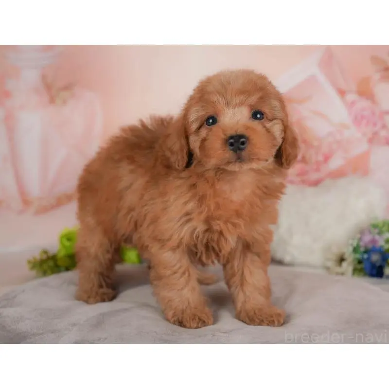 販売中の群馬県のトイプードル-454582の9枚目