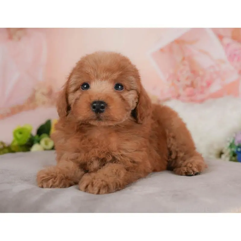 販売中の群馬県のトイプードル-454582の7枚目