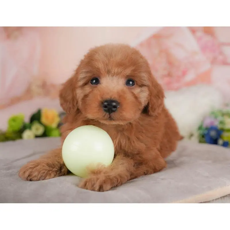 販売中の群馬県のトイプードル-454582の6枚目