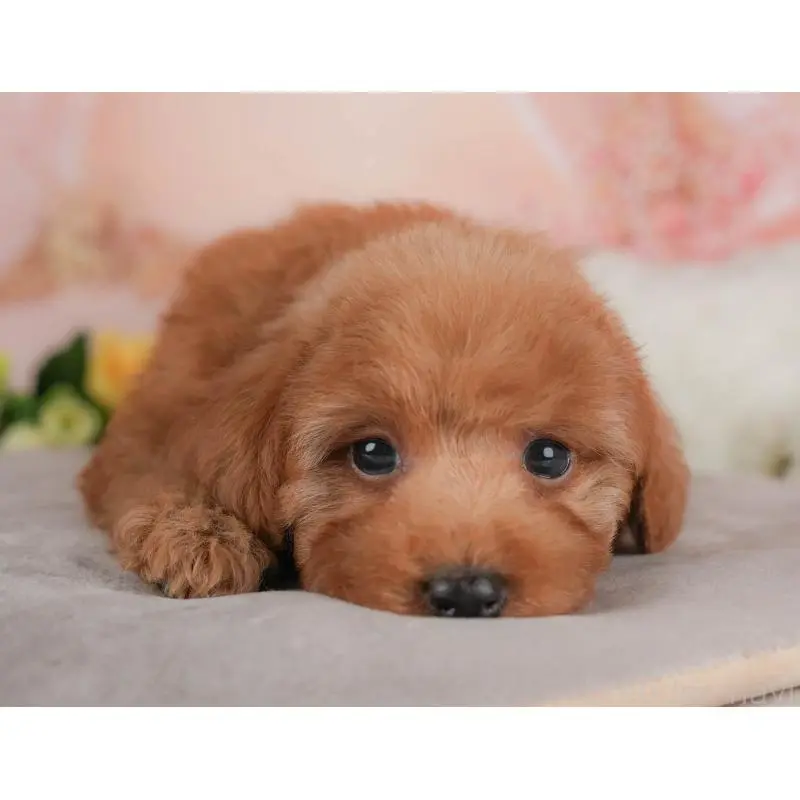 販売中の群馬県のトイプードル-454582の5枚目