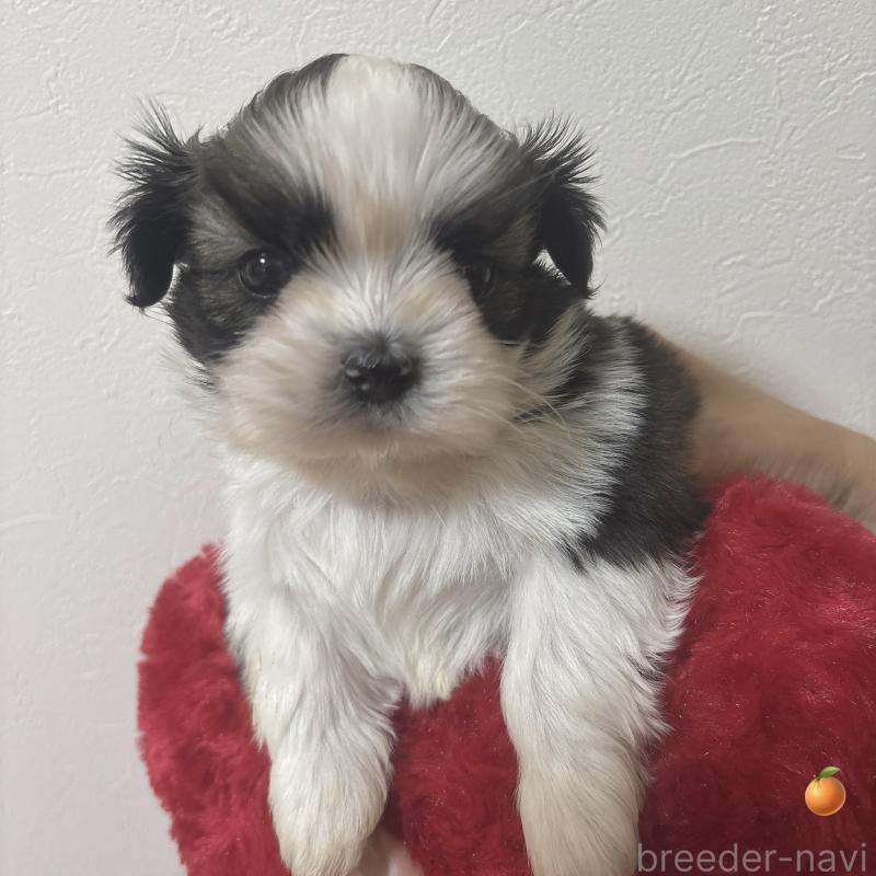 販売中の岐阜県のシーズー-453433