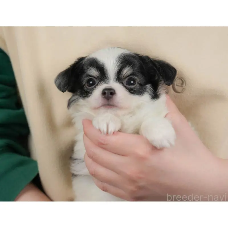 販売中の群馬県のチワワ(ロングコート)-454581の12枚目