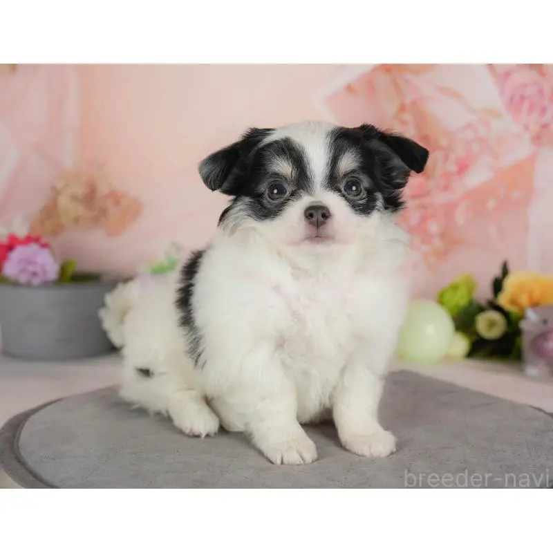 販売中の群馬県のチワワ(ロングコート)-454581の11枚目