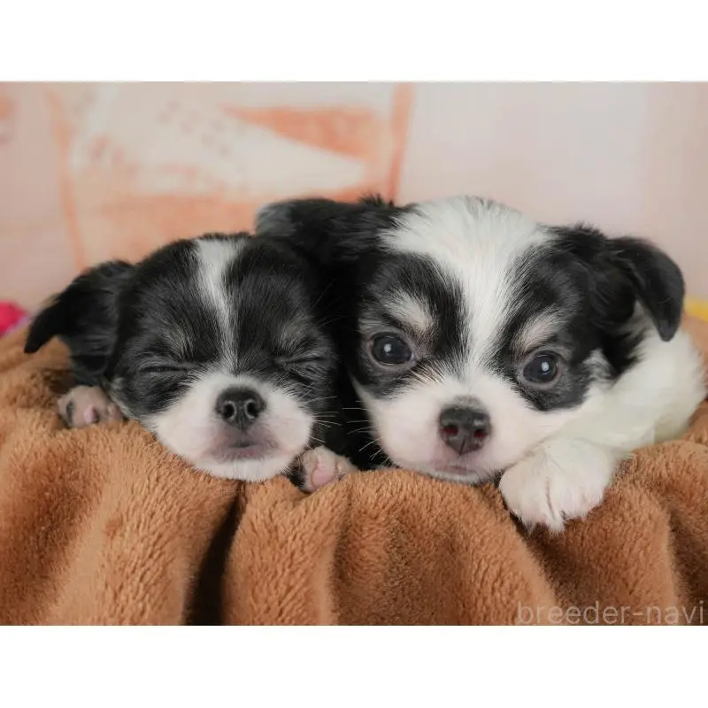 販売中の群馬県のチワワ(ロングコート)-454581の10枚目