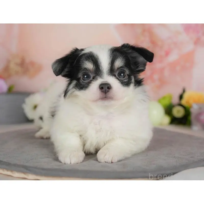 販売中の群馬県のチワワ(ロングコート)-454581の9枚目