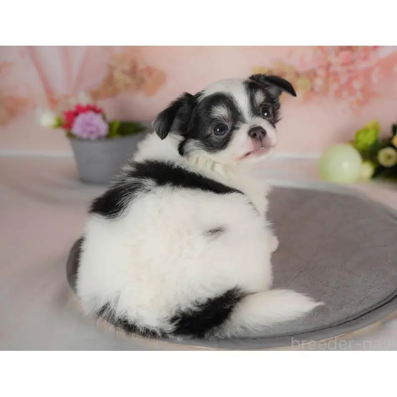 販売中の群馬県のチワワ(ロングコート)-454581の8枚目