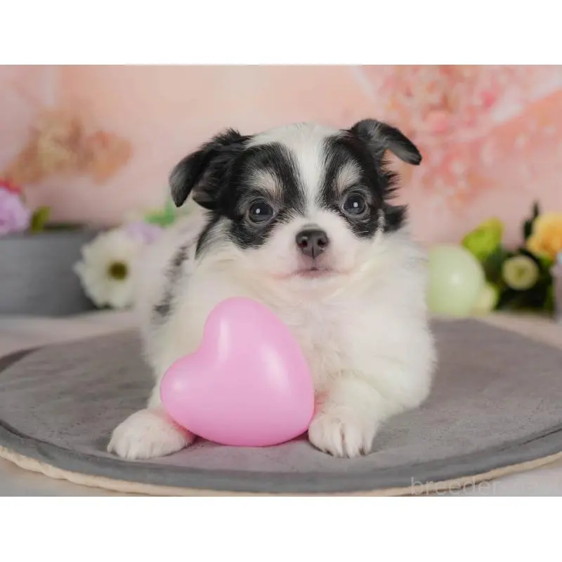 販売中の群馬県のチワワ(ロングコート)-454581の7枚目