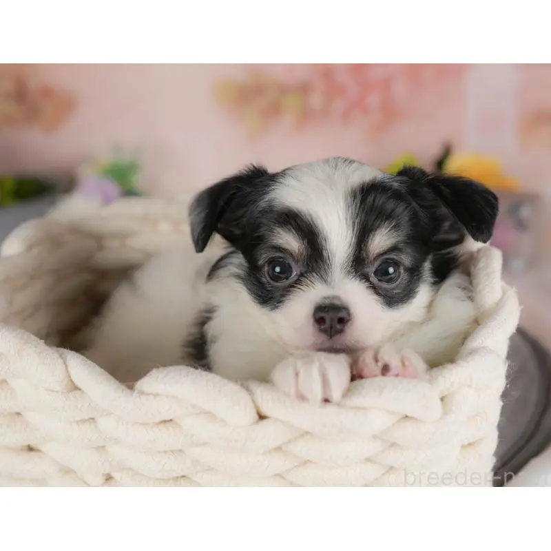 販売中の群馬県のチワワ(ロングコート)-454581の6枚目