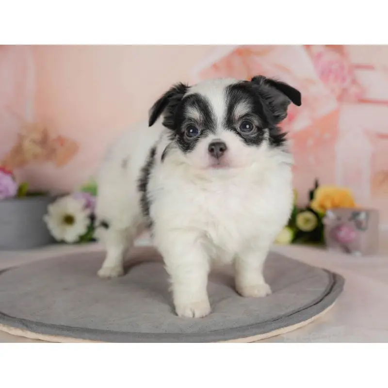 販売中の群馬県のチワワ(ロングコート)-454581の5枚目