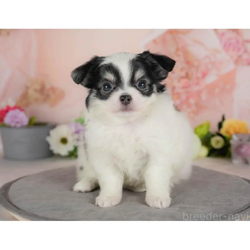 販売中の群馬県のチワワ(ロングコート)-454581の4枚目