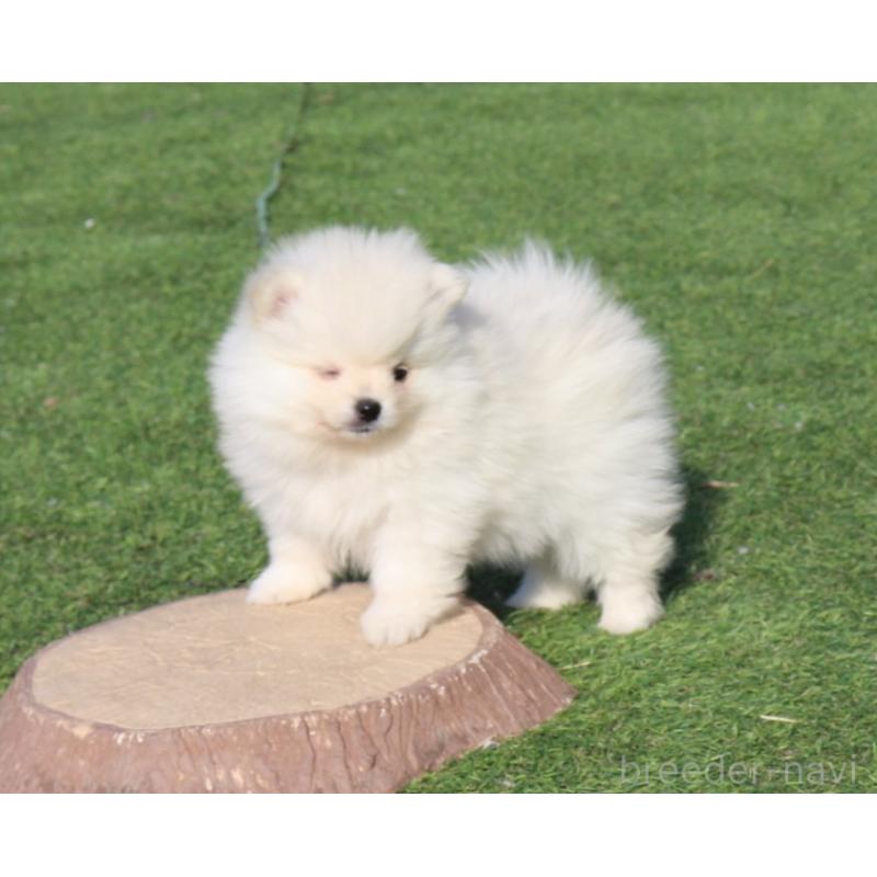 販売中の栃木県のポメラニアン-454542の4枚目