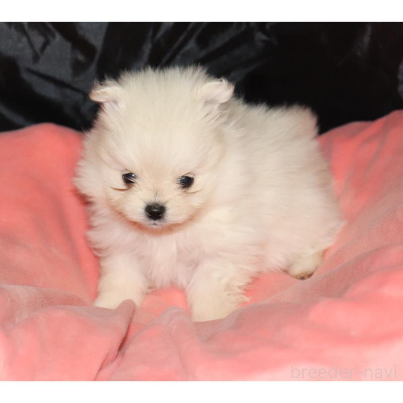 販売中の栃木県のポメラニアン-454542の3枚目