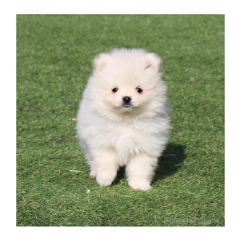 販売中の栃木県のポメラニアン-454546の4枚目