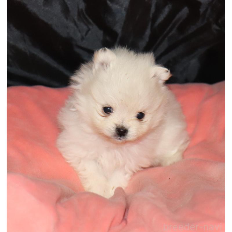 販売中の栃木県のポメラニアン-454546の3枚目