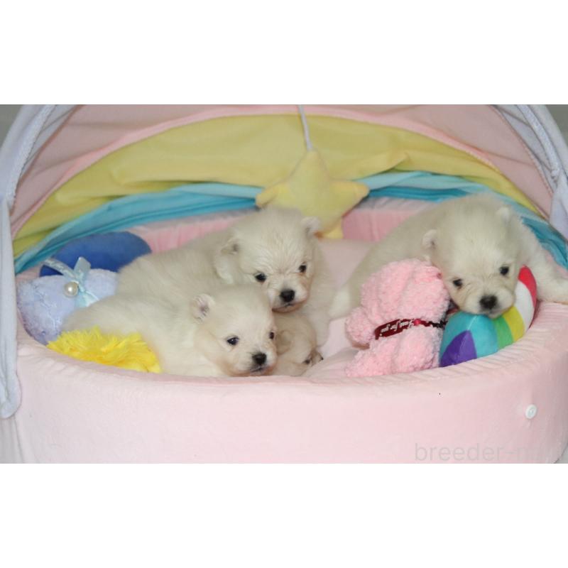 販売中の栃木県のポメラニアン-454546の2枚目