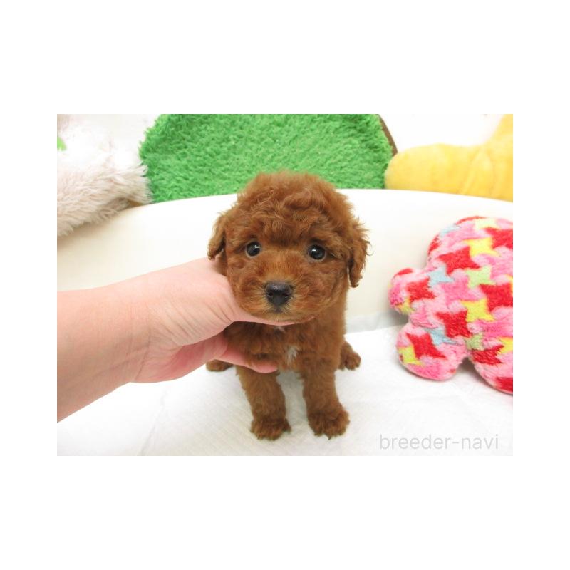 販売中の大阪府のトイプードル-454544の2枚目