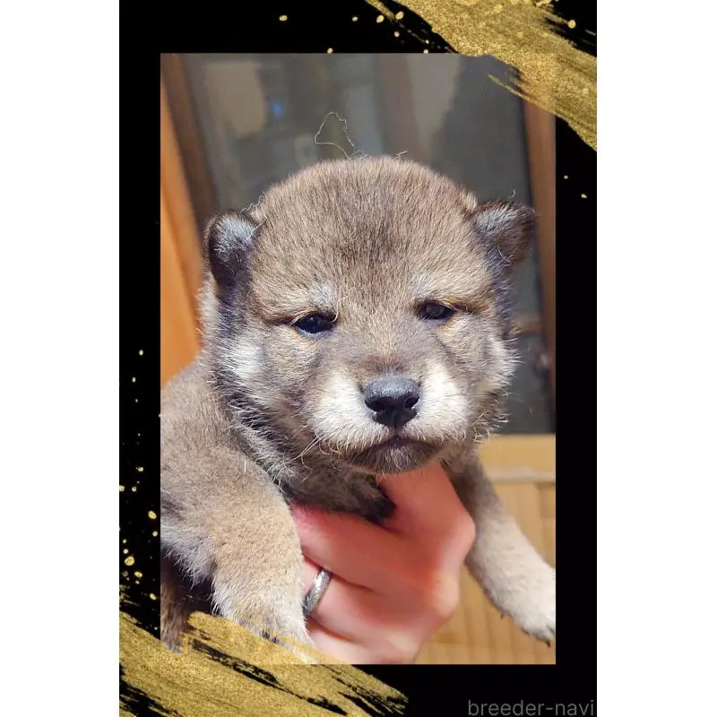 販売中の栃木県の柴犬-454543の4枚目