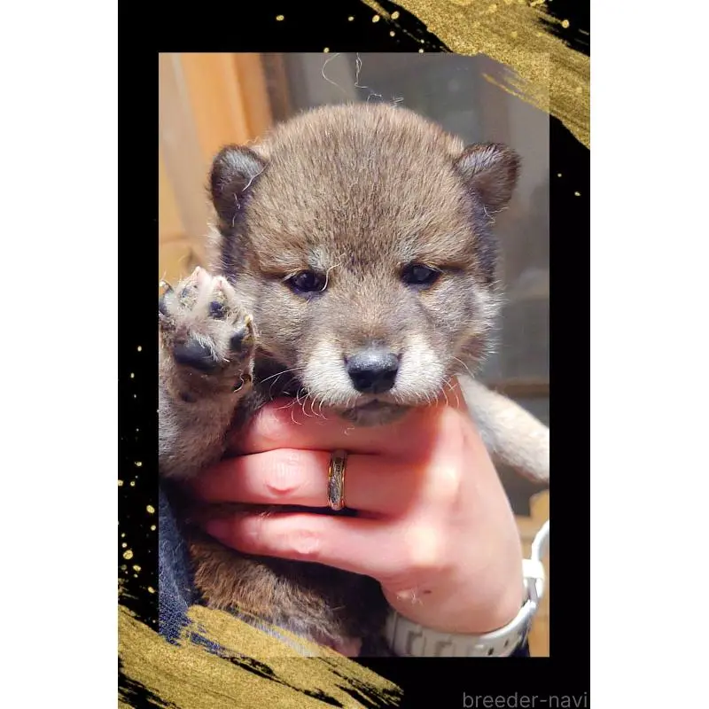 販売中の栃木県の柴犬-454543の3枚目