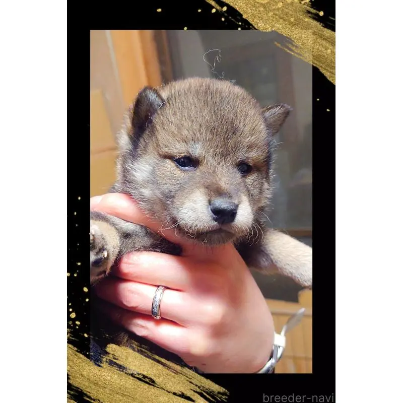 販売中の栃木県の柴犬-454543の2枚目