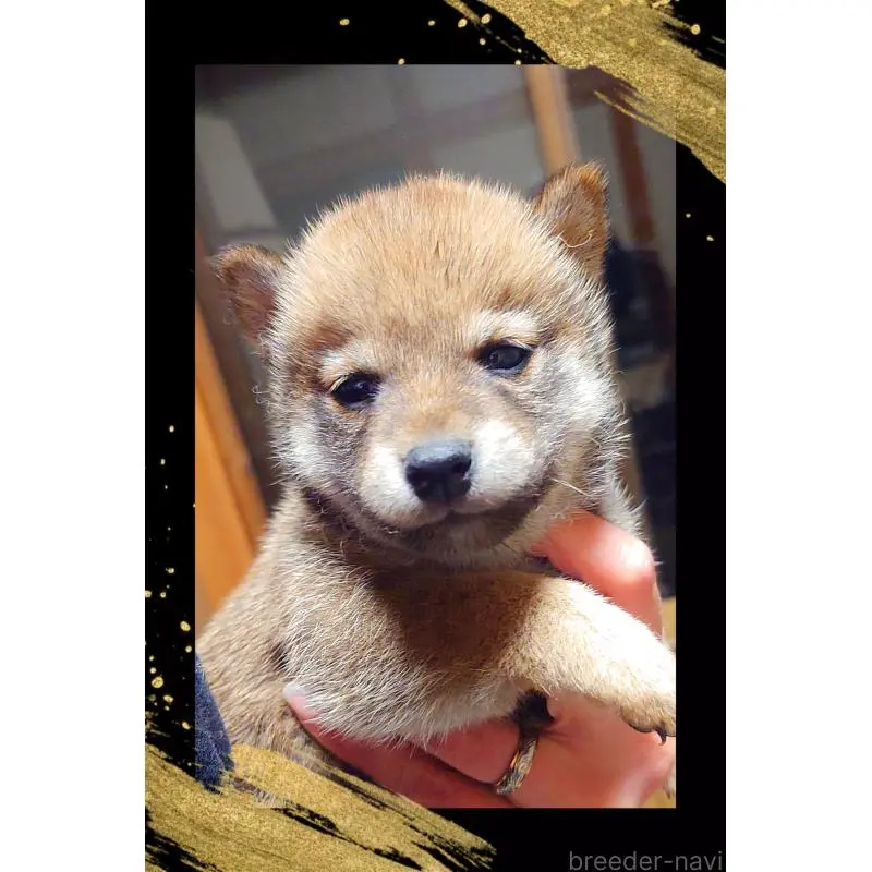 販売中の栃木県の柴犬-454545の5枚目