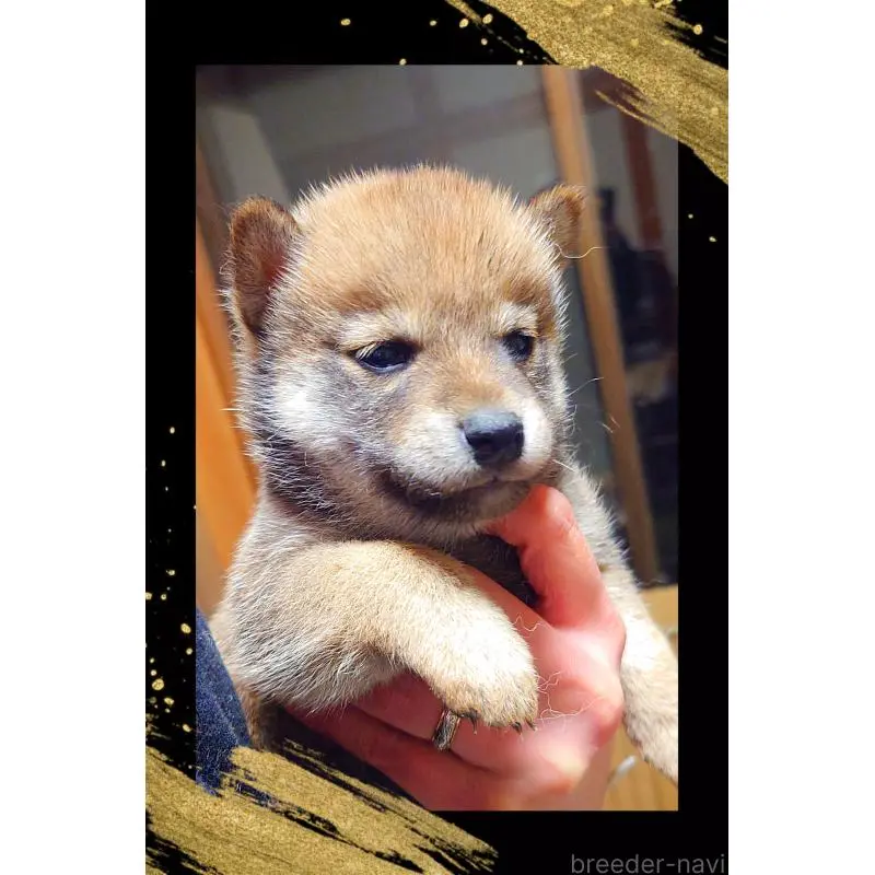 販売中の栃木県の柴犬-454545の4枚目