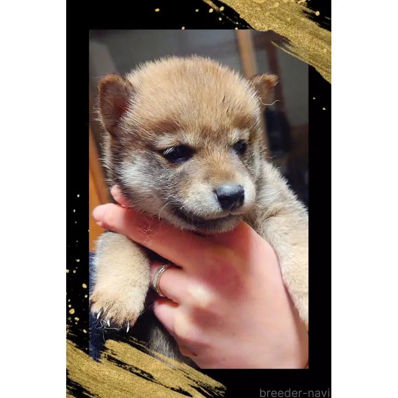 販売中の栃木県の柴犬-454545の3枚目