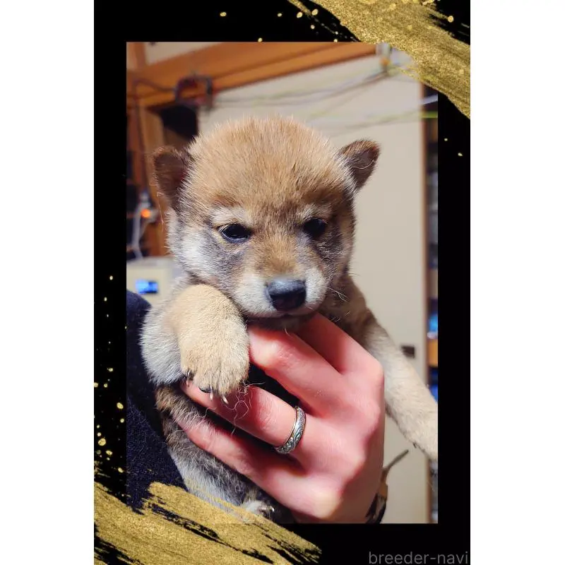 販売中の栃木県の柴犬-454545の2枚目