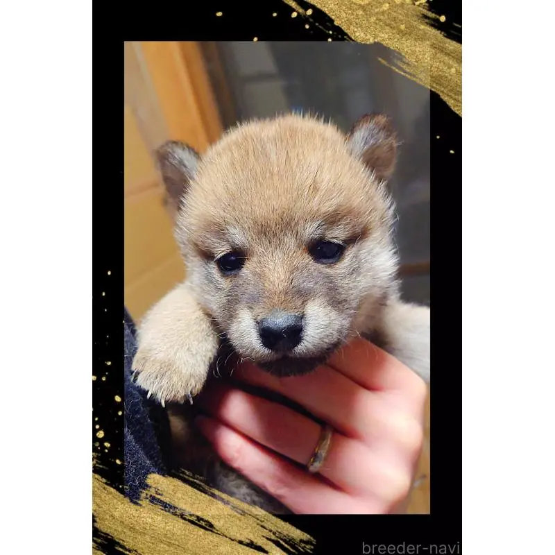 販売中の栃木県の柴犬-454547の4枚目