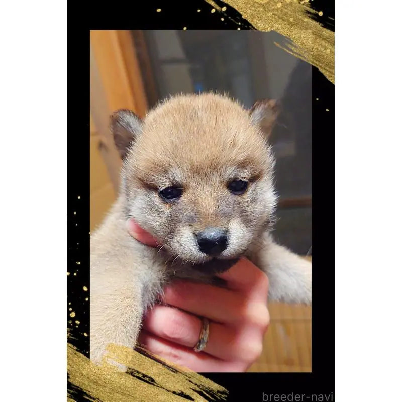 販売中の栃木県の柴犬-454547の3枚目