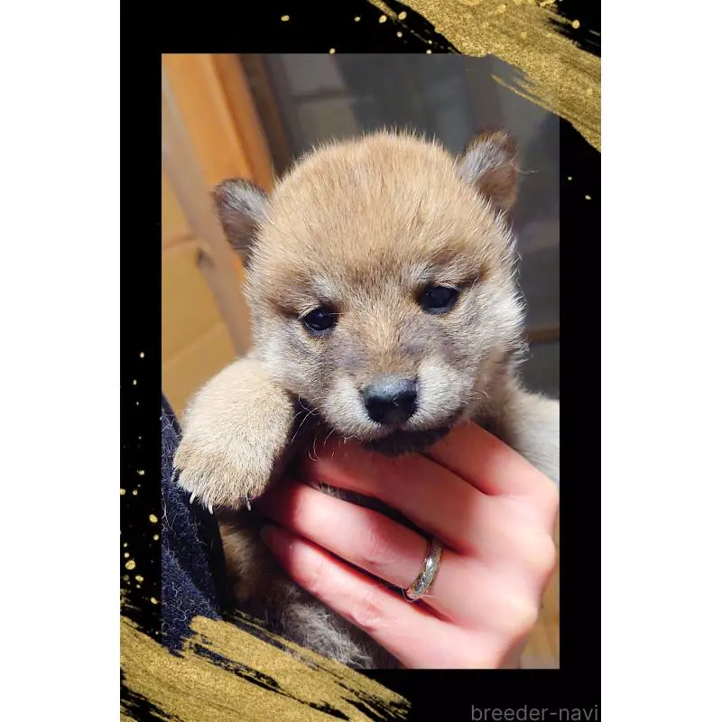 販売中の栃木県の柴犬-454547の2枚目