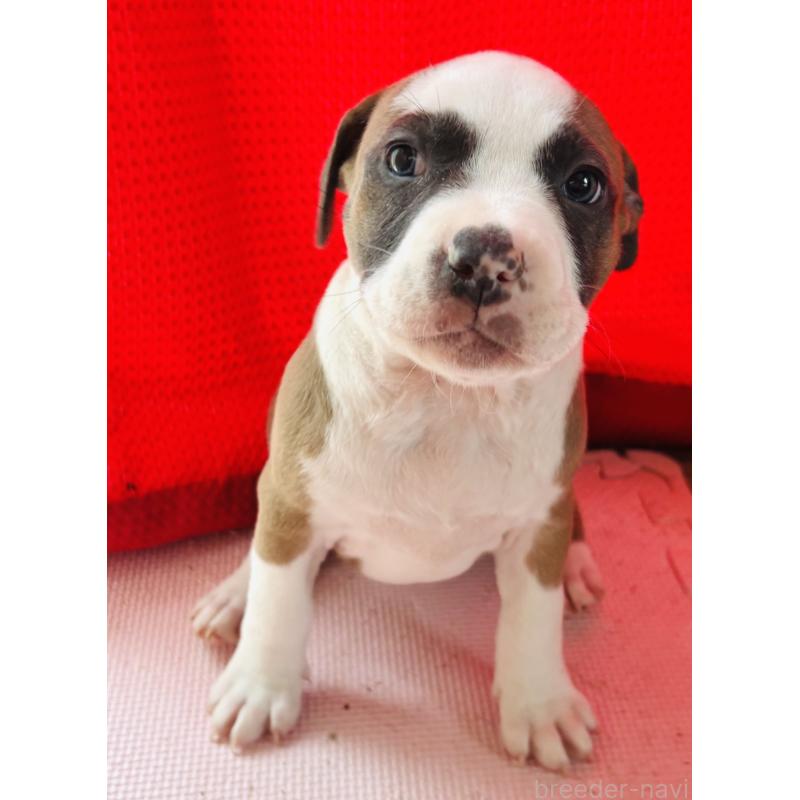 販売中の神奈川県のアメリカンピットブルテリア-445368