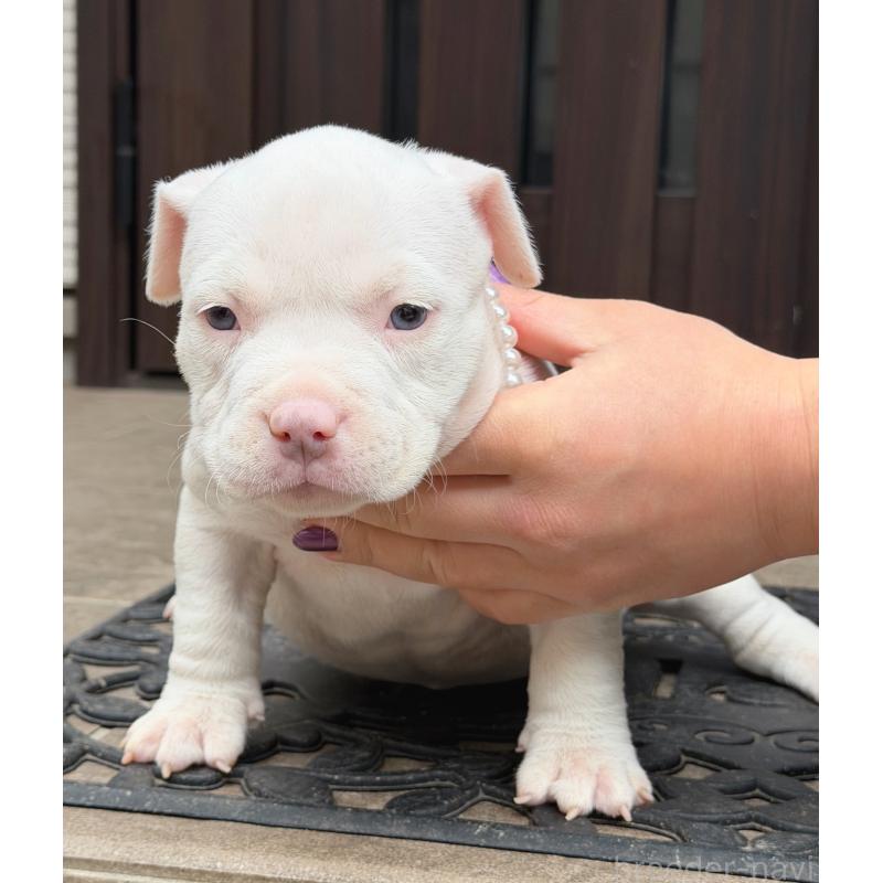 販売中の香川県のアメリカンブリー-454549の3枚目